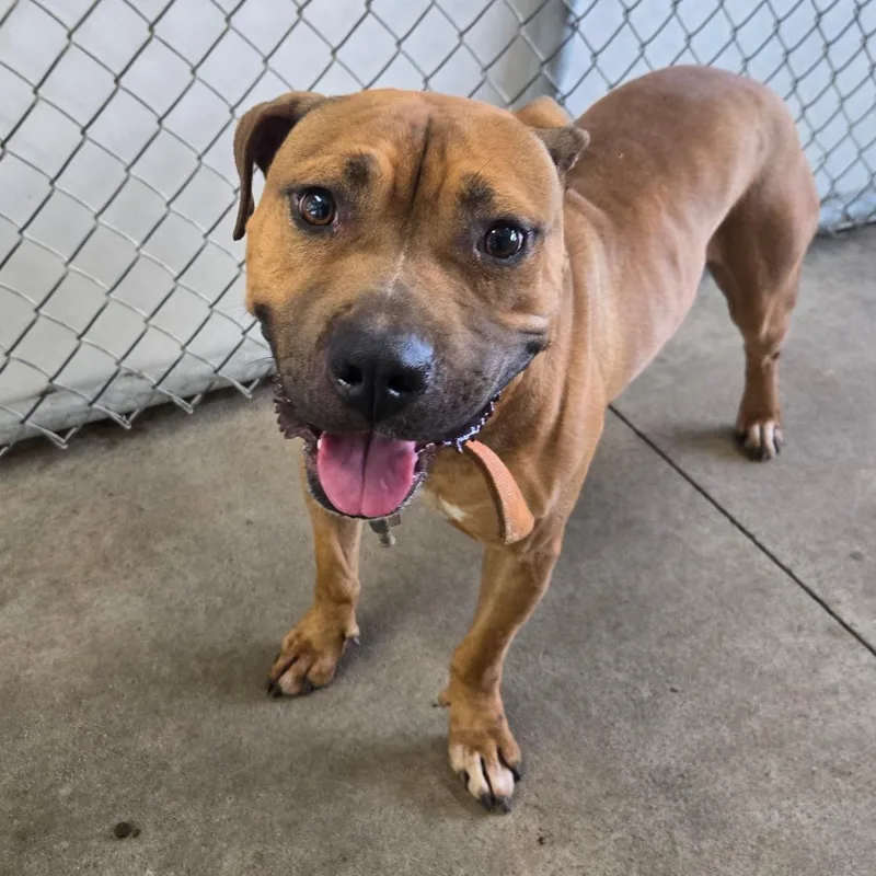 An adult medium-sized male Mixed Breed dog named Green for adoption in Mount Gilead, NC