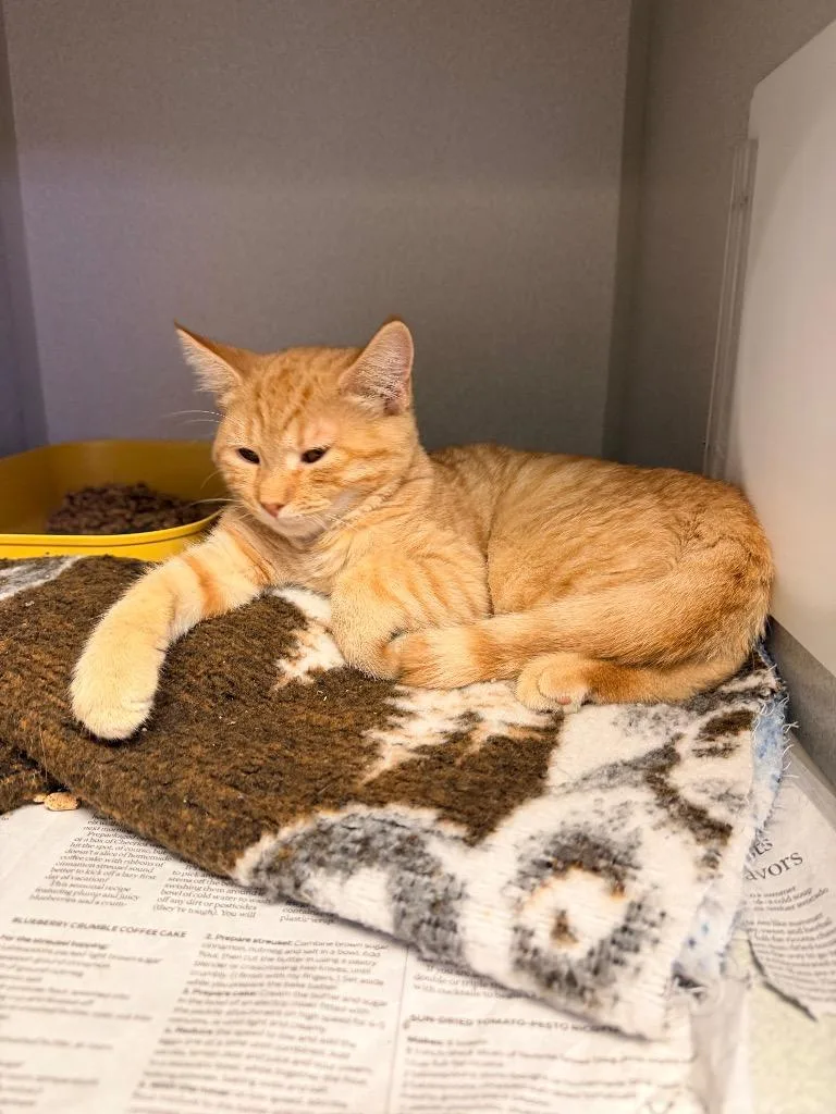 A baby medium-sized male Domestic Short Hair cat named Indy for adoption in Pottsville, PA