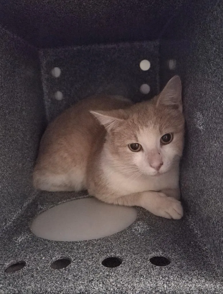 A young medium-sized male Domestic Short Hair cat named Devin for adoption in Athens, TN