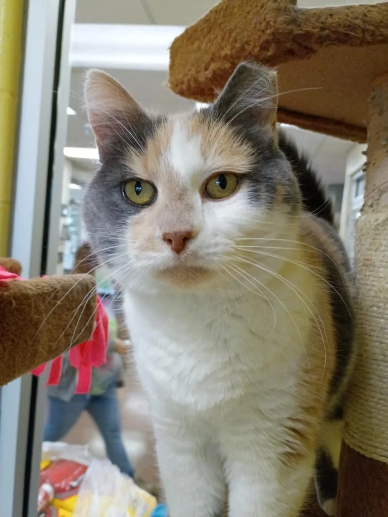 Mary Pawpins thumbnail 3