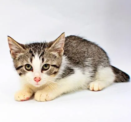 A baby small-sized male Domestic Short Hair cat named Junebug for adoption in Morton Grove, IL
