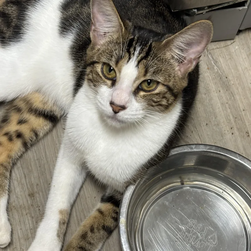 A baby small-sized male Tabby (Gray / Blue / Silver) Domestic Short Hair cat named Duke for adoption in Johnson City, TN