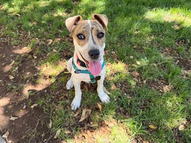 A young small-sized male Australian Cattle Dog / Blue Heeler dog named Tj for adoption in Phoenix, AZ