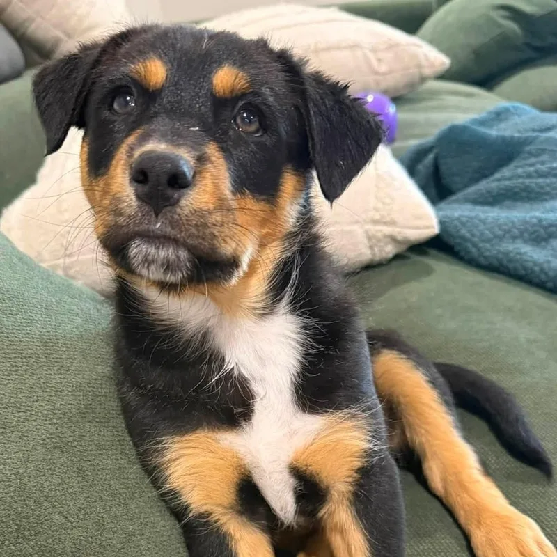 A baby medium-sized male Mixed Breed dog named Cash for adoption in Chino valley, AZ