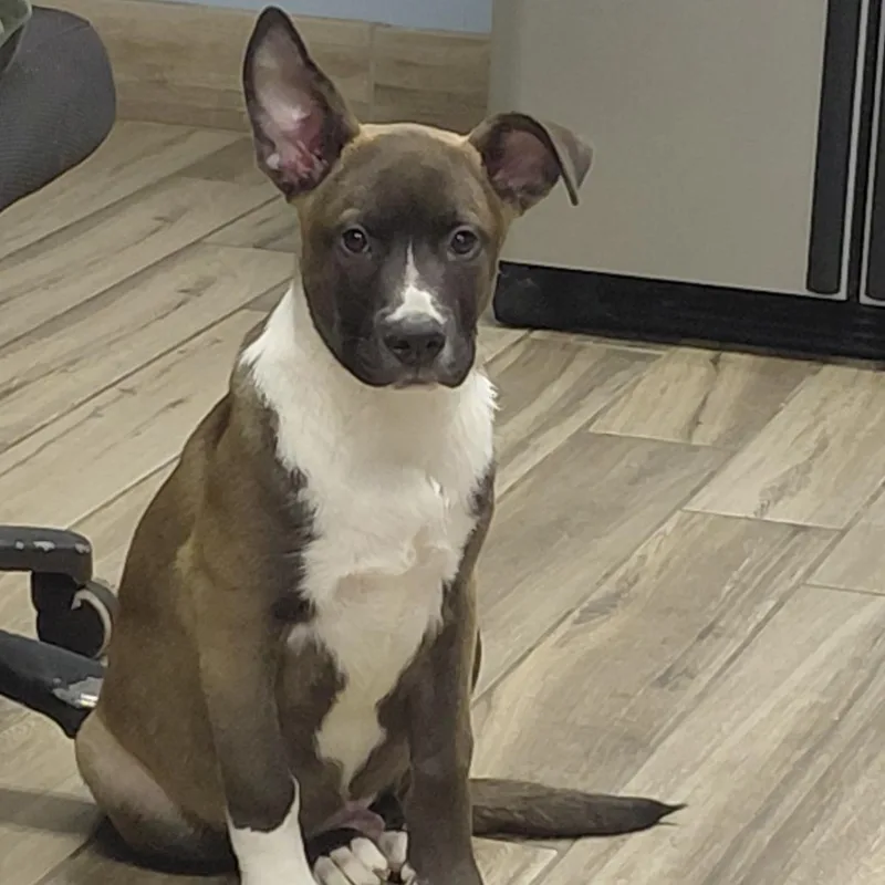 Duke