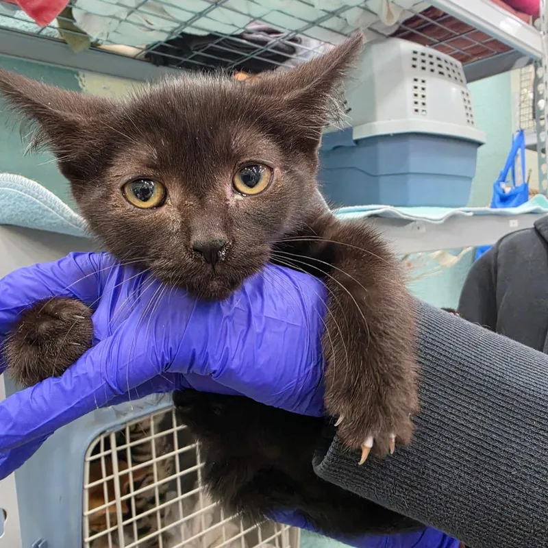 A baby small-sized female Black Domestic Short Hair cat named B Bella for adoption in Centralia, WA
