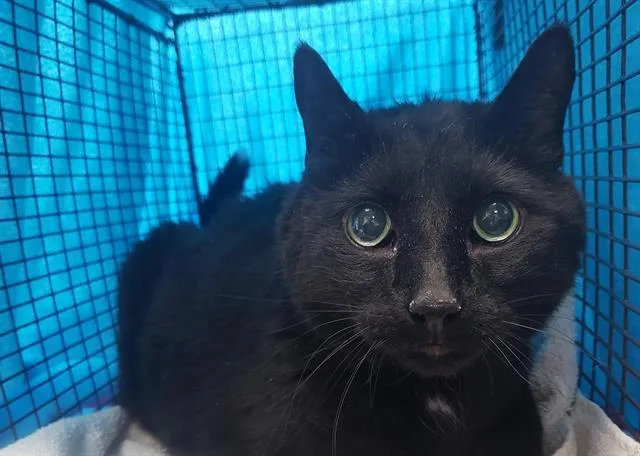 A senior small-sized male Domestic Short Hair cat named Stoker Aka Gabriel for adoption in Tucson, AZ