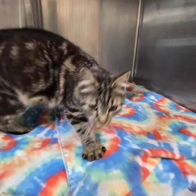 A young medium-sized female Brown / Chocolate Domestic Short Hair cat named Bertha for adoption in Newport, TN