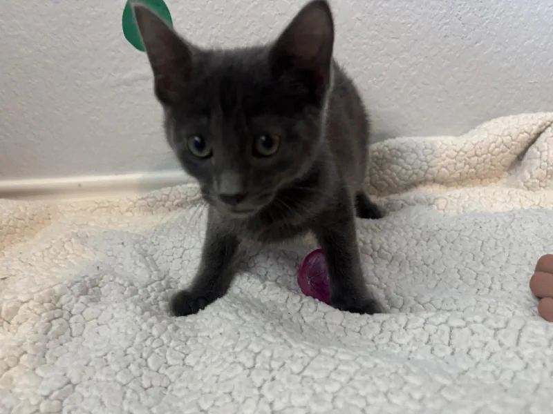A baby medium-sized male Domestic Short Hair cat named Sisu for adoption in Plano, TX