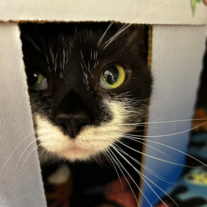 An adult large-sized male Black Domestic Short Hair cat named Val for adoption in Delaware, OH