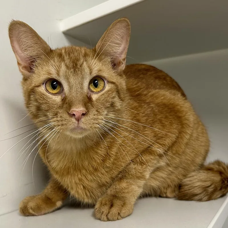 A young medium-sized male Orange / Red Domestic Short Hair cat named Mr. Humberfloob for adoption in St Joseph, MO
