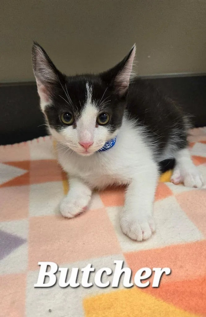 A baby small-sized male Domestic Short Hair cat named Butcher for adoption in Sidney, OH