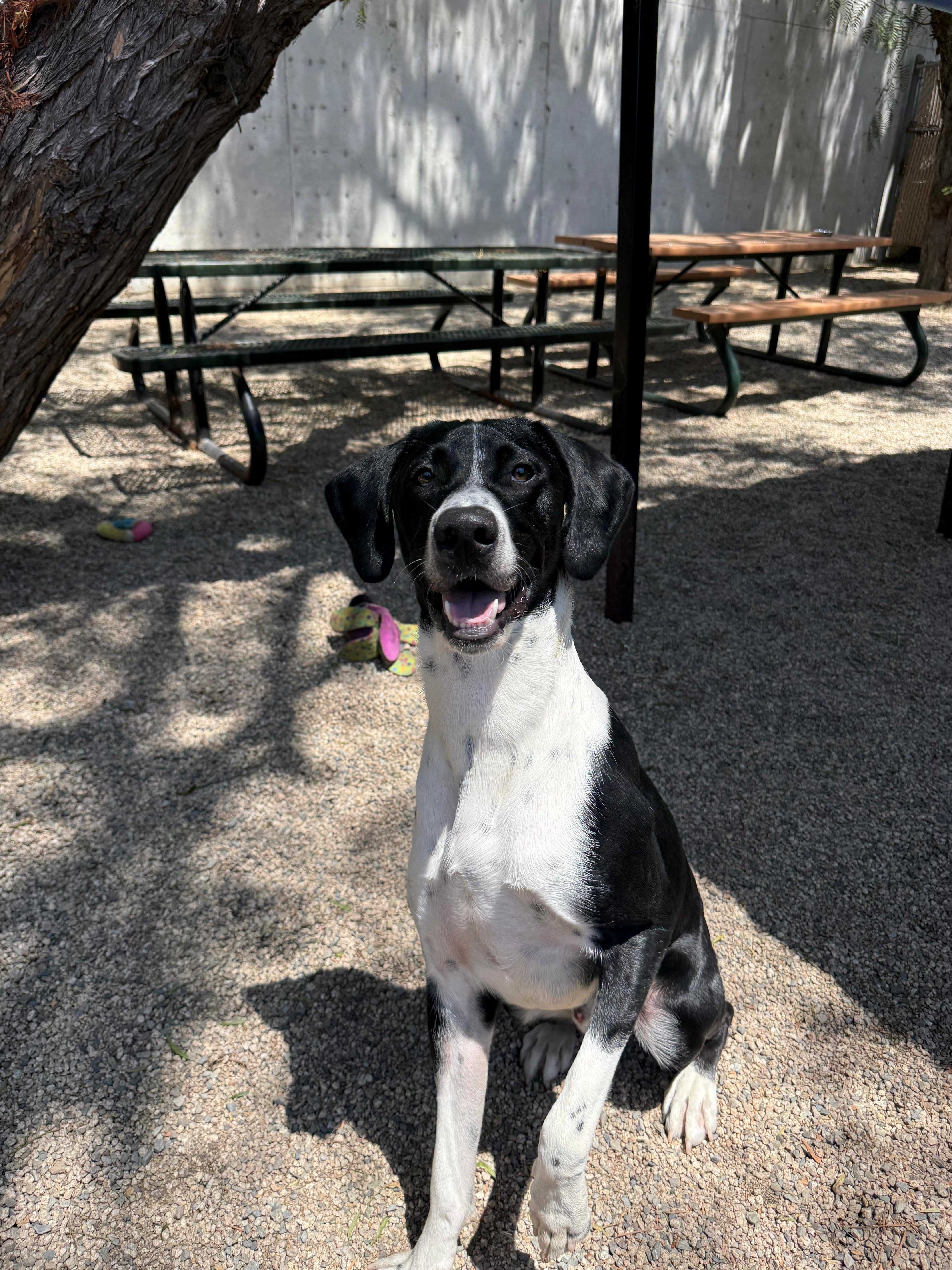 A young large-sized male Black Pointer dog named Aj for adoption in Laguna Beach, CA