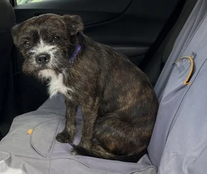A young medium-sized male Brindle Brussels Griffon dog named 61552626 for adoption in El Paso, TX