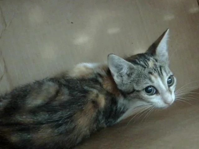 A baby medium-sized female Domestic Short Hair cat named Lovey for adoption in Dallas, TX