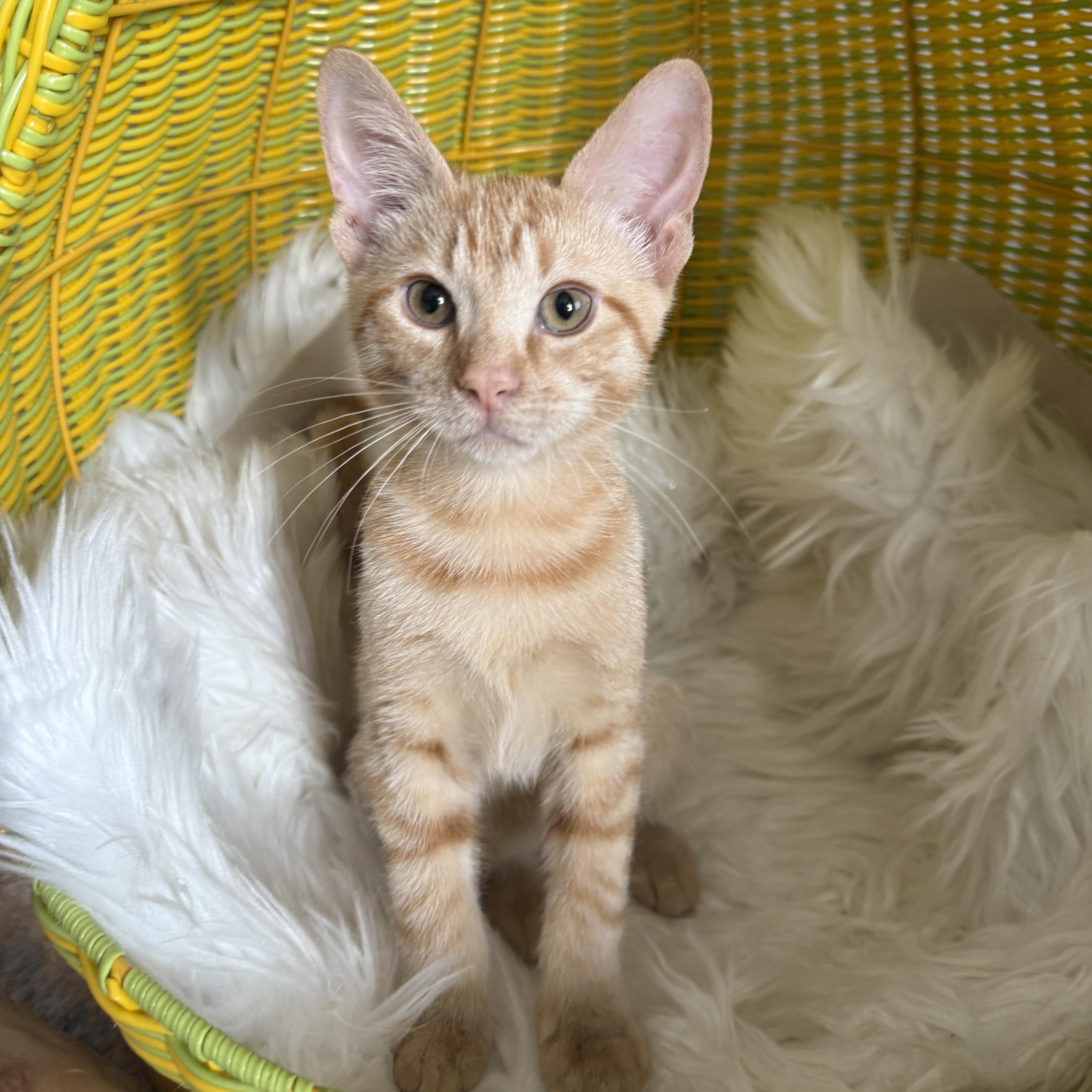 A baby medium-sized male Tabby (Orange / Red) Domestic Short Hair cat named Sparrow for adoption in Brooklyn, NY