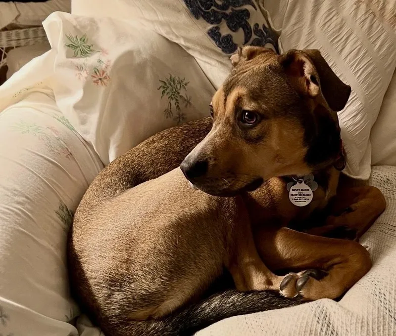 An adult medium-sized female Labrador Retriever dog named Missy for adoption in Greenlawn, NY