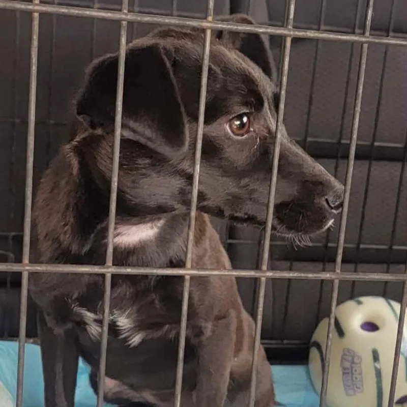 A baby medium-sized female Black Border Collie dog named Olive for adoption in Alexandria, VA