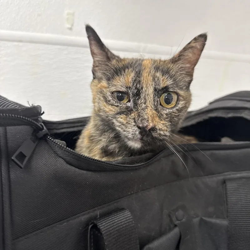 An adult medium-sized female Torbie Domestic Short Hair cat named Mango for adoption in Henderson, NV