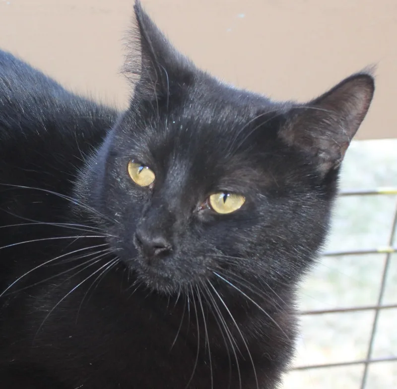 Princessa thumbnail 2