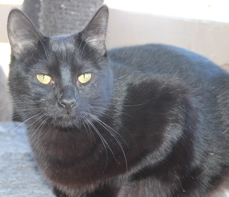 An adult medium-sized female Black Domestic Short Hair cat named Princessa for adoption in Huron, SD