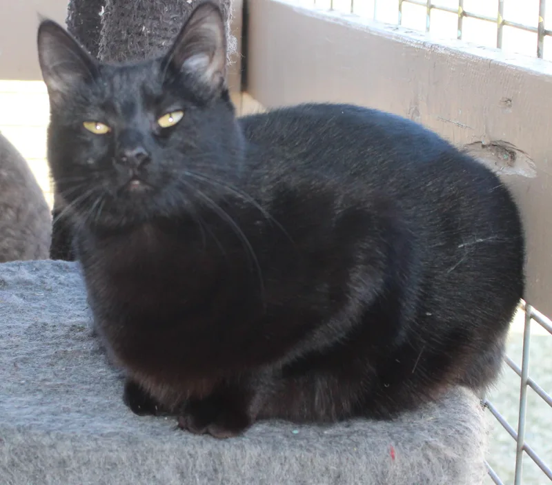 Princessa thumbnail 3