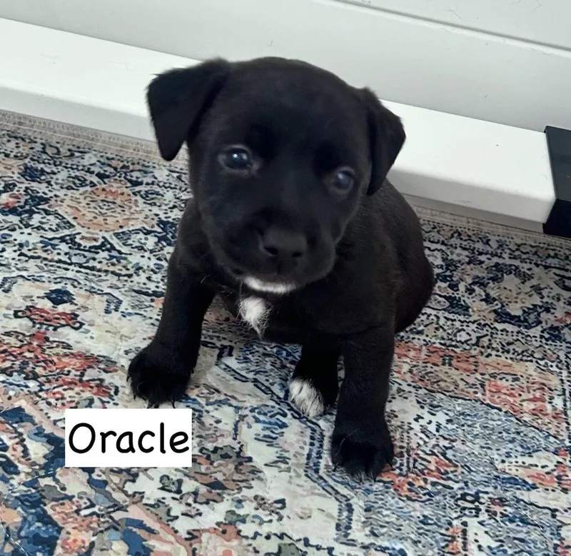 A baby medium-sized female Pit Bull Terrier dog named Oracle for adoption in GILBERTS, IL