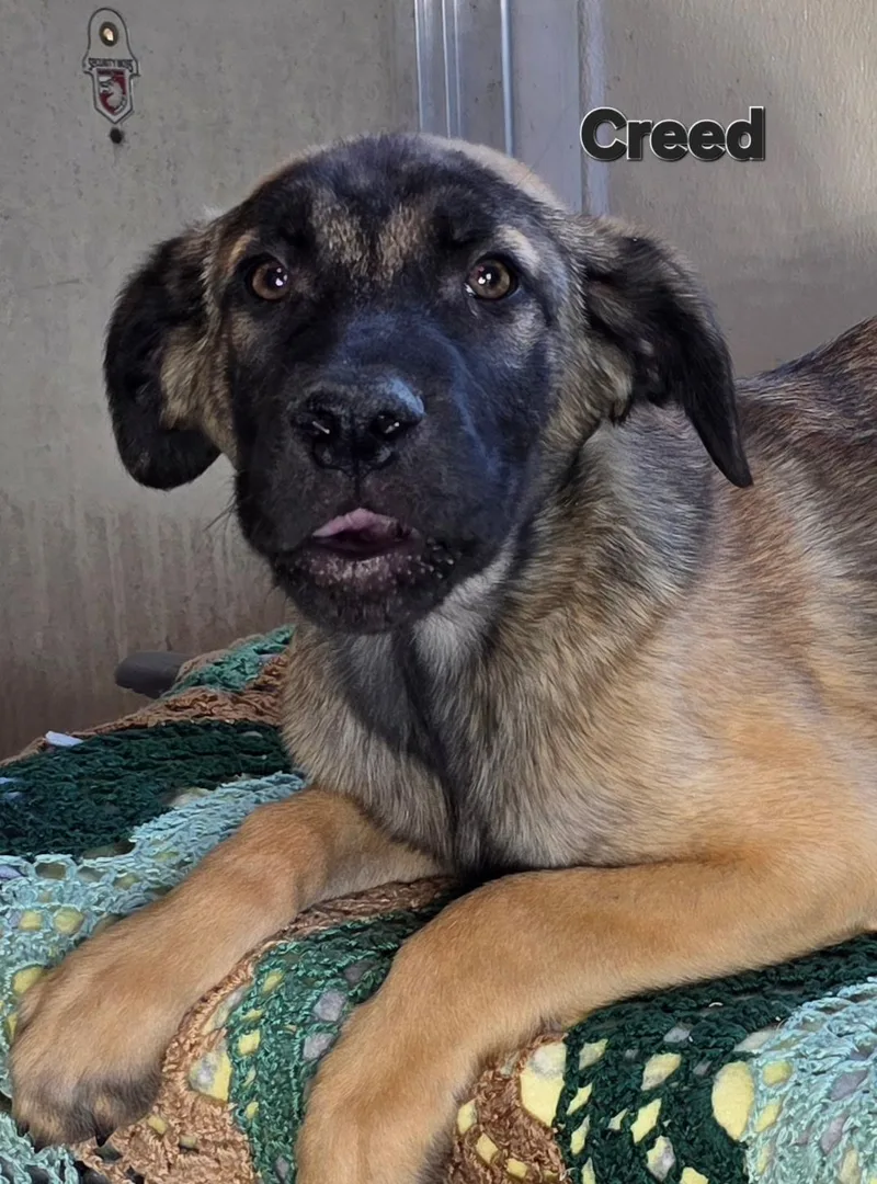 A baby medium-sized male Yellow / Tan / Blond / Fawn Boxer dog named Creed for adoption in Watertown, CT