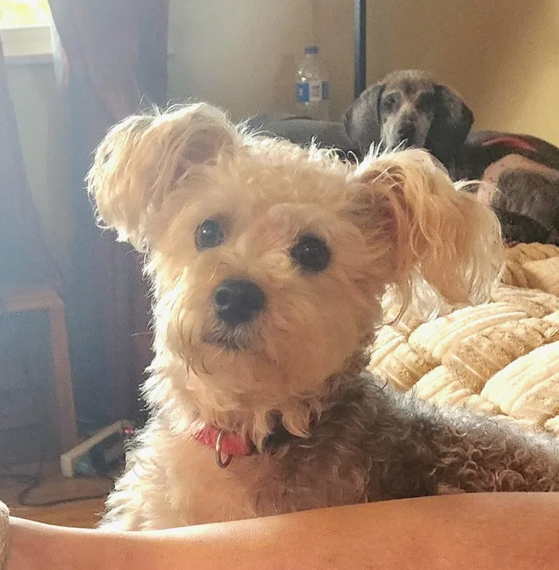 An adult small-sized male Maltese dog named Paxton for adoption in Alexandria, KY