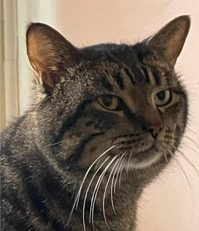 A young medium-sized male Tabby (Brown / Chocolate) Domestic Short Hair cat named Mox for adoption in Lemoyne, PA