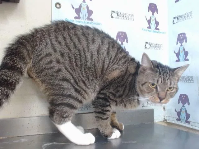 A young small-sized male Domestic Short Hair cat named Beerus for adoption in Orlando, FL