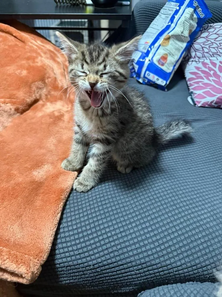 Apollo