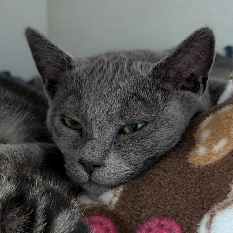 An adult medium-sized female Gray / Blue / Silver Domestic Short Hair cat named Anchovy for adoption in Long Beach, CA