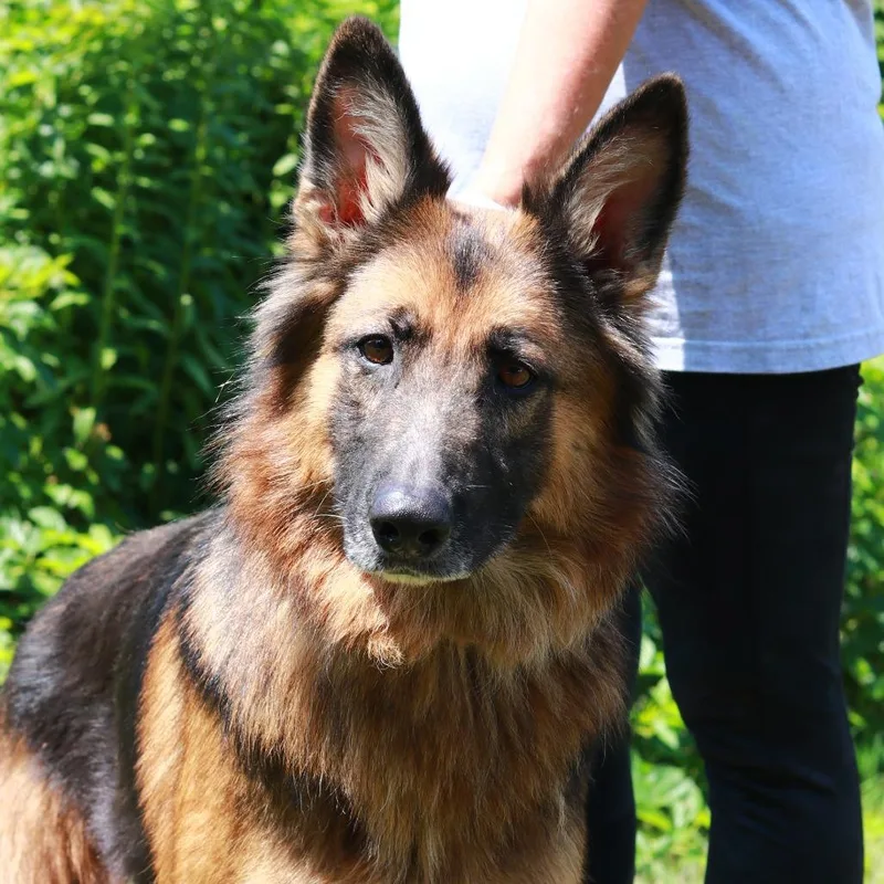 A young medium-sized female Black Shepherd dog named CT Raven for adoption in Eastford, CT