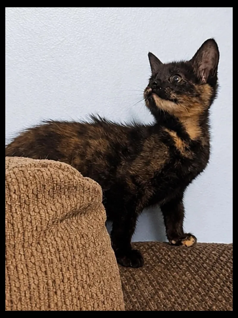 A baby medium-sized female Tortoiseshell Domestic Short Hair cat named Tiki for adoption in Sioux Falls, SD