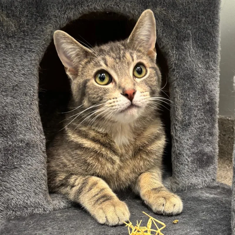 An adult medium-sized male Gray / Blue / Silver Domestic Short Hair cat named Matzo for adoption in Naperville, IL