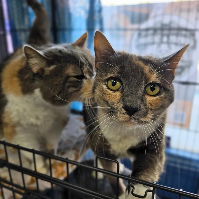 Winnie  Chino Hills thumbnail 2