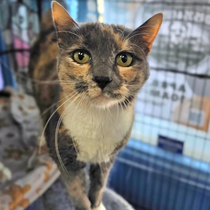 Winnie  Chino Hills thumbnail 3