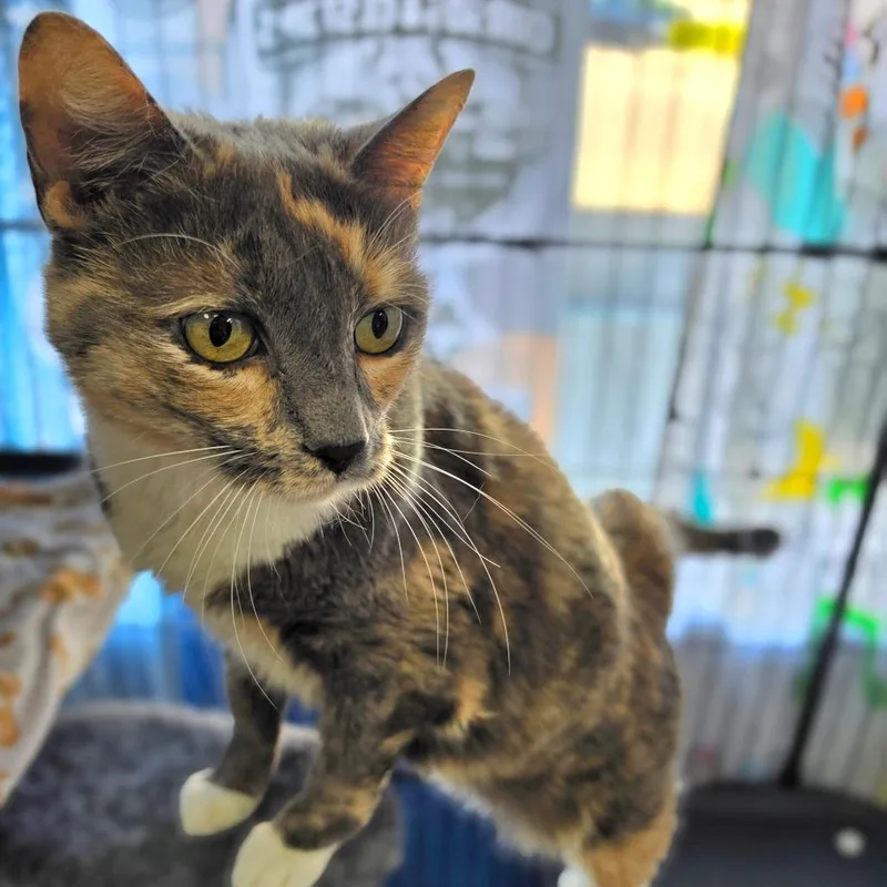 Winnie  Chino Hills thumbnail 4