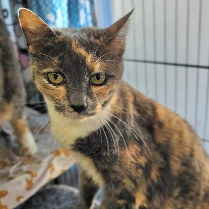 Winnie  Chino Hills thumbnail 5