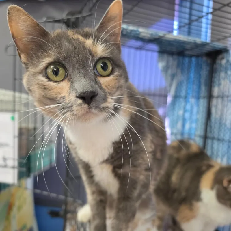 Winnie  Chino Hills thumbnail 6