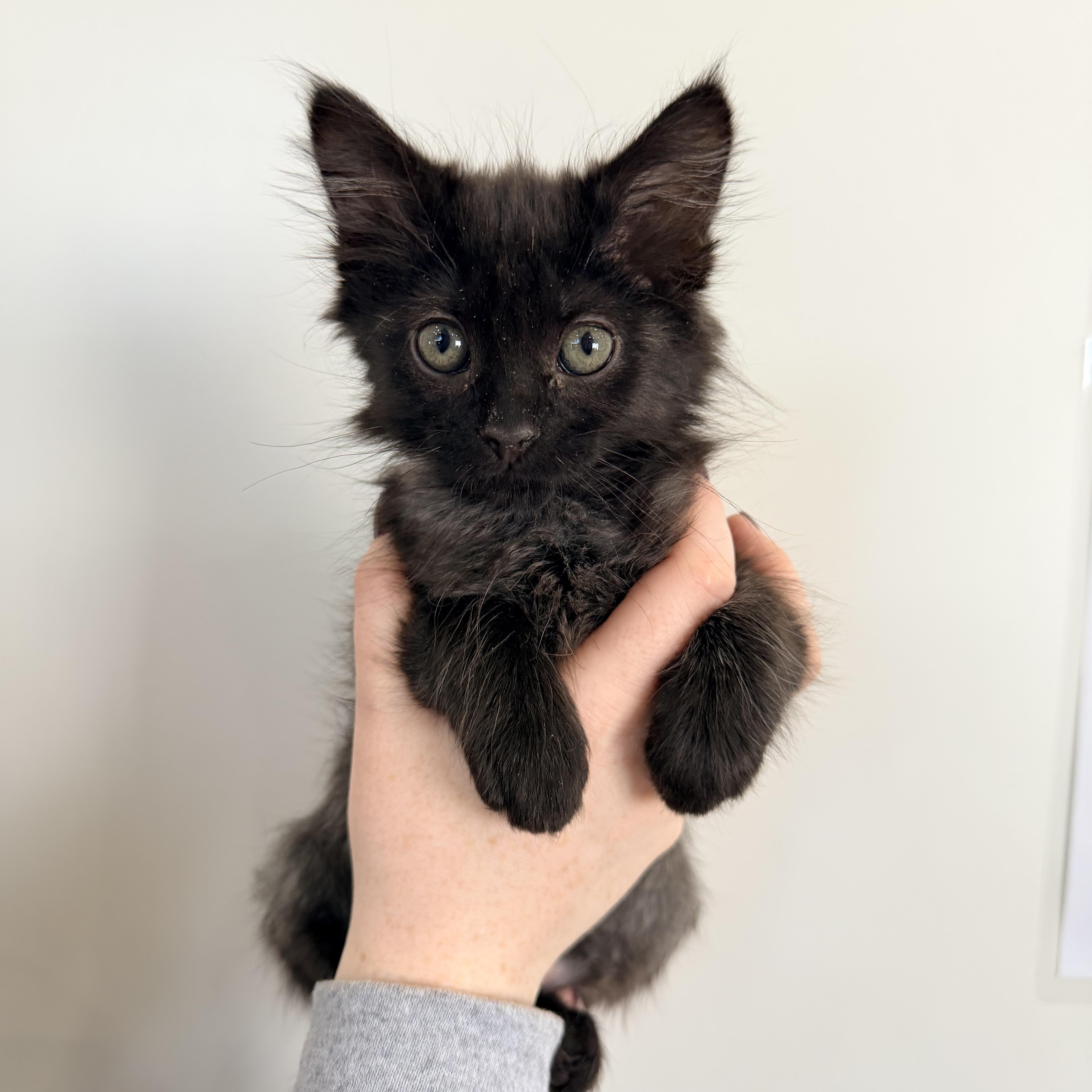 A baby medium-sized female Black Domestic Medium Hair cat named Yang for adoption in Henderson, NV