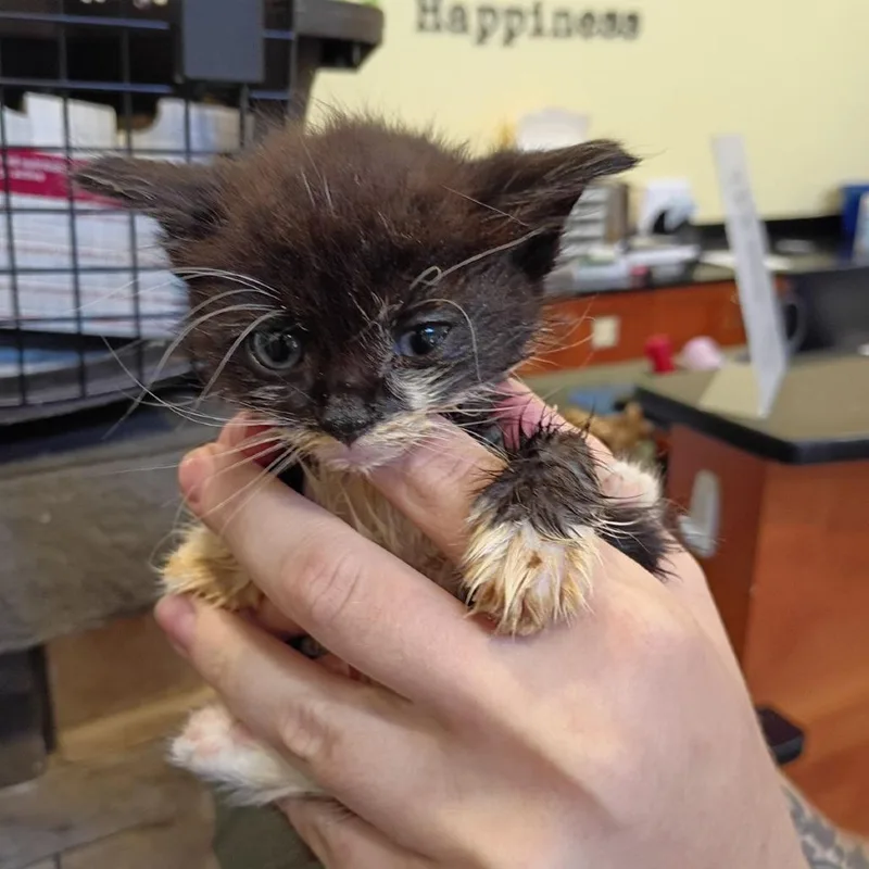 A baby small-sized male Black Domestic Short Hair cat named Sea for adoption in Lynchburg, VA