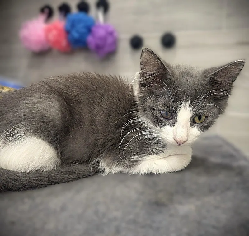 A baby medium-sized female Gray & White Domestic Medium Hair cat named Rachel for adoption in Fort Myers, FL