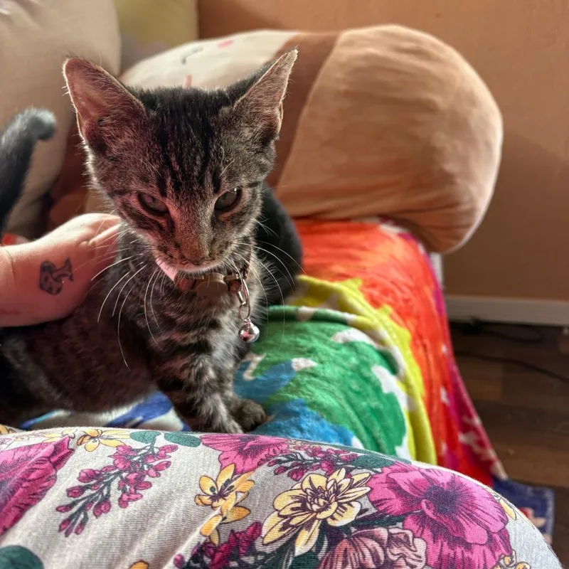 A baby small-sized male Brown / Chocolate Domestic Short Hair cat named Lotso for adoption in Las Cruces, NM
