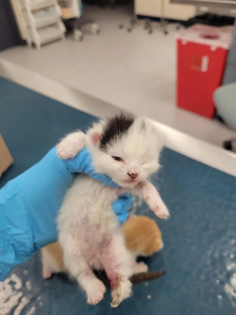 A baby medium-sized female White Domestic Short Hair cat named Oreo for adoption in North Haledon, NJ