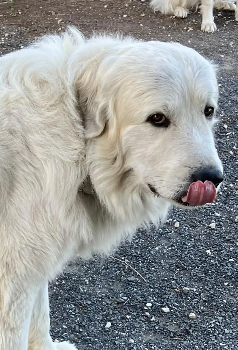 An adult extra large-sized male Great Pyrenees dog named Smokey Whiskey Sat for adoption in Quinlan, TX