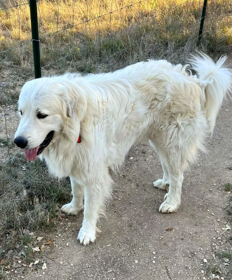 Smokey Whiskey Sat thumbnail 3