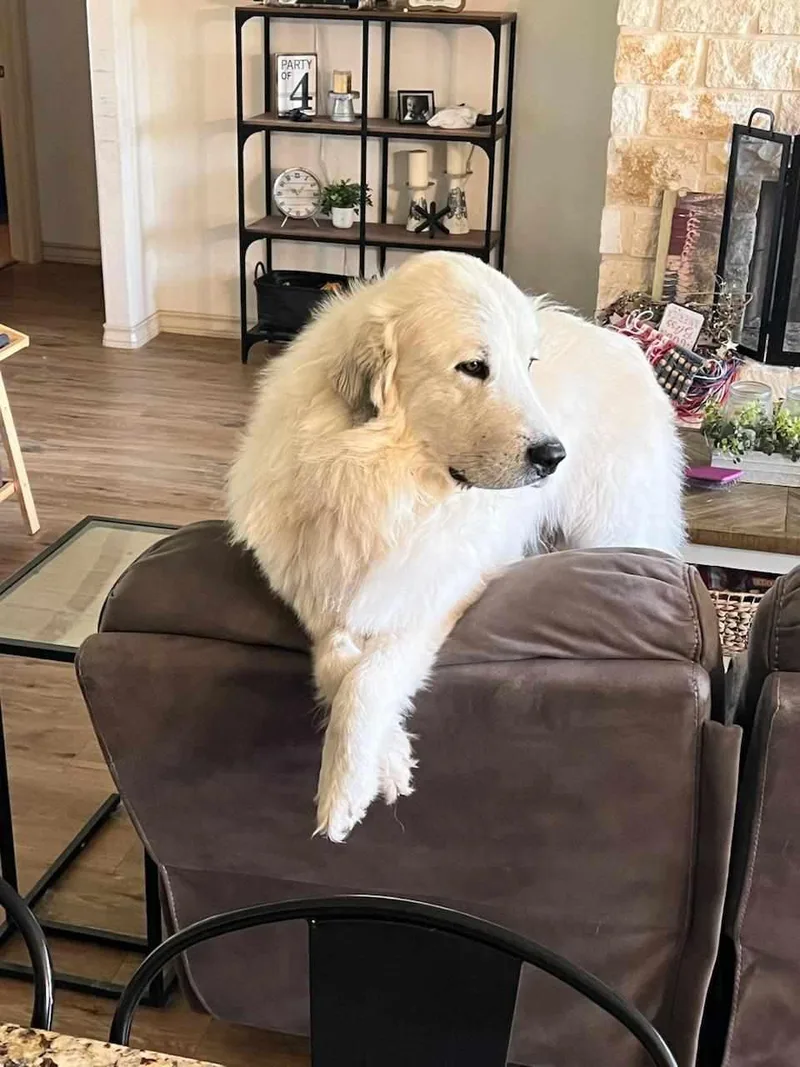 Smokey Whiskey Sat thumbnail 5