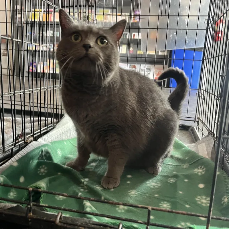 An adult small-sized female Gray / Blue / Silver Domestic Short Hair cat named Liz for adoption in Pasadena , MD